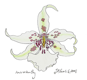 White orchid flower in pen and ink with watercolor